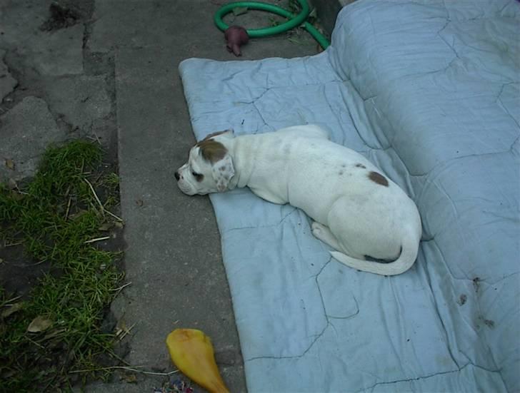 Blanding af racer SIGURD himmel hund ?? billede 11