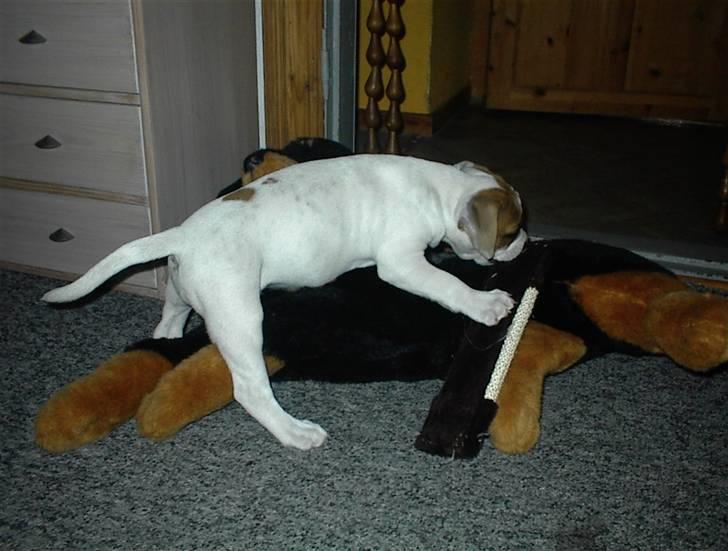 Blanding af racer SIGURD himmel hund ?? billede 12