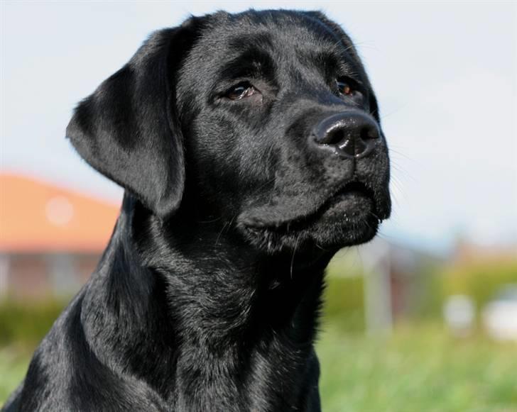 Labrador retriever Kaido  (Hvil i fred, smukke pige) billede 13