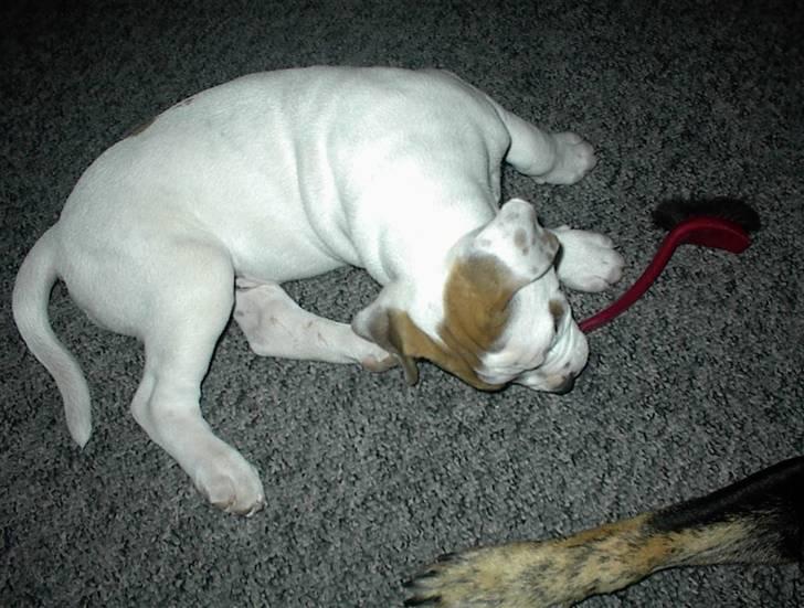 Blanding af racer SIGURD himmel hund ?? billede 13