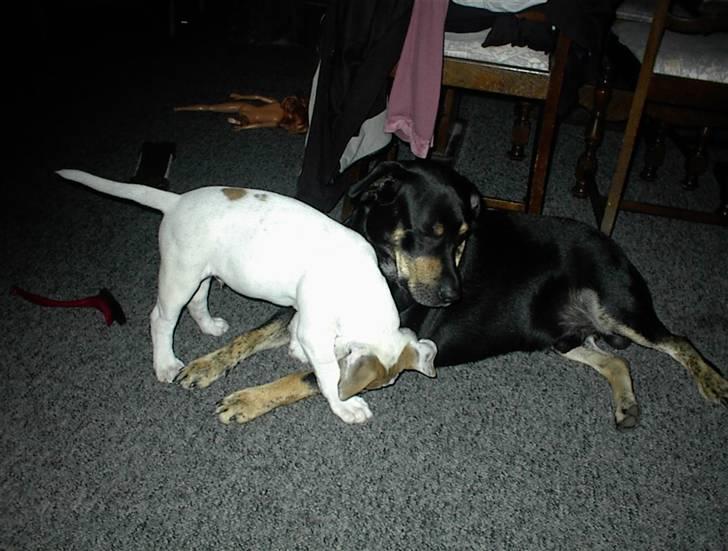 Blanding af racer SIGURD himmel hund ?? billede 14