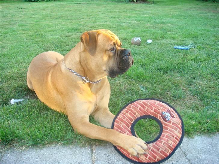 Bullmastiff Kenzo billede 8