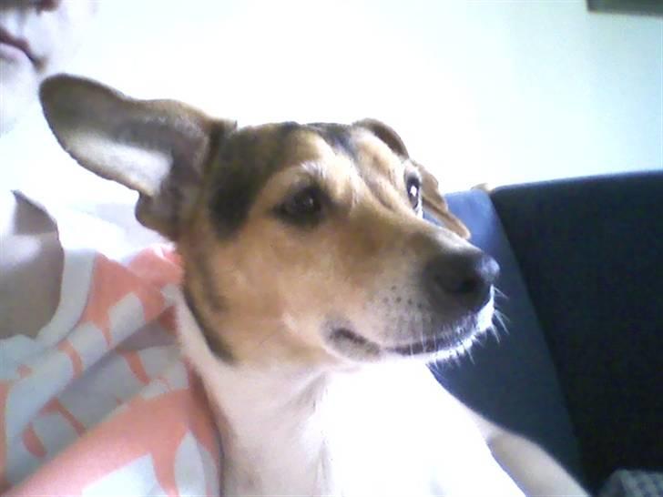 Dansk svensk gaardhund Sussi :) - Der kommer nogen :o hvem er det ? billede 1