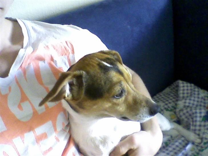 Dansk svensk gaardhund Sussi :) billede 2