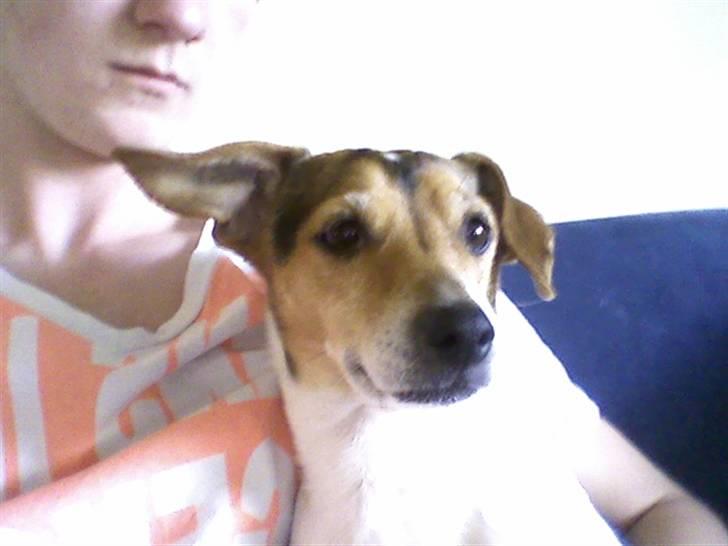 Dansk svensk gaardhund Sussi :) billede 3