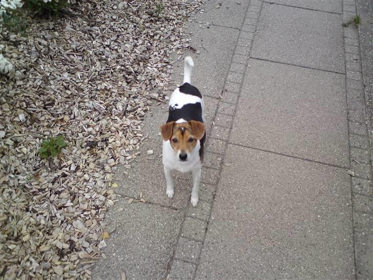 Dansk svensk gaardhund Sussi :) - Se hun er sq en flot hund :)  billede 4