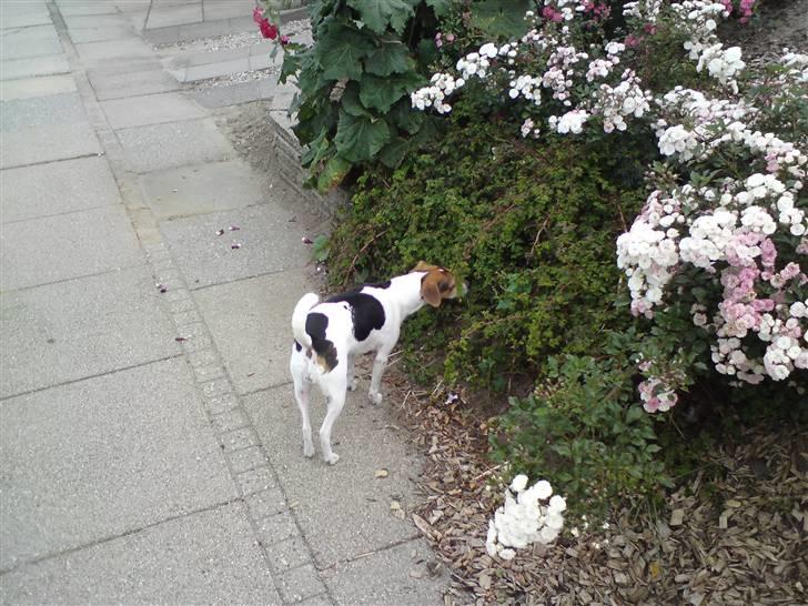 Dansk svensk gaardhund Sussi :) - jeg er lidt en romantikker " staves "  billede 5