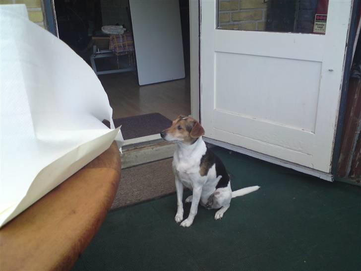 Dansk svensk gaardhund Sussi :) - kom nu med det mad ik os ? der er nogen som er sultene uhmm  billede 6