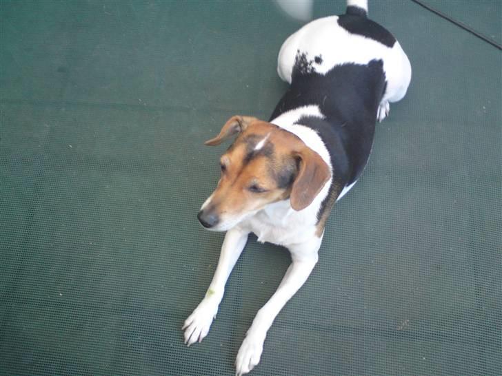 Dansk svensk gaardhund Sussi :) - se hvor flot jeg lægger her :P billede 7