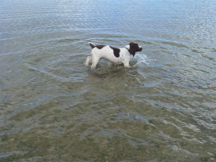 Engelsk springer spaniel Misty af Silver Meadow - vand :D stranden-Dejligt
Ca. 1 år troer jeg?
Foto:Mathilde-tak billede 11