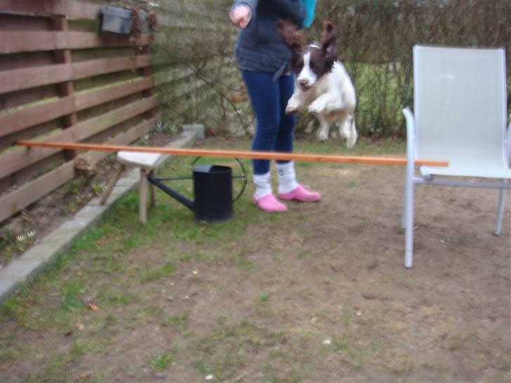 Engelsk springer spaniel Misty af Silver Meadow - jump babe!:D
ca. 1 1/2 år 
Foto: Mig(Amanda) billede 12