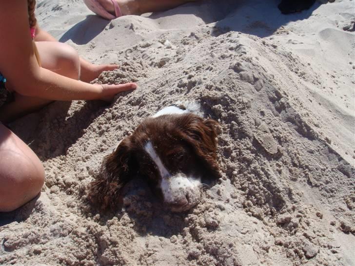 Engelsk springer spaniel Misty af Silver Meadow - afkølet lidt (:
9 uger:)
Foto:mig (Amanda) billede 13