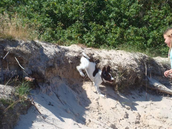 Engelsk springer spaniel Misty af Silver Meadow - hoooop :D
Ca. 1 år
Foto:Mathilde-Tak:D billede 14