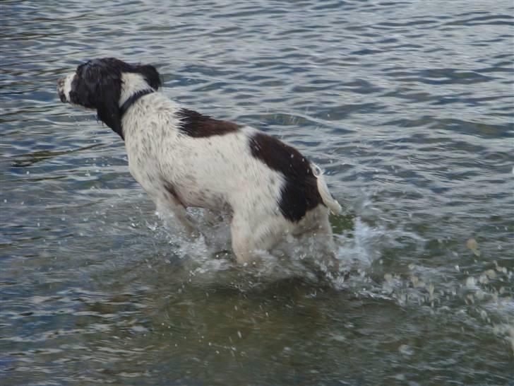 Engelsk springer spaniel Misty af Silver Meadow - elsker vand
Ca. 1 år
foto? billede 15