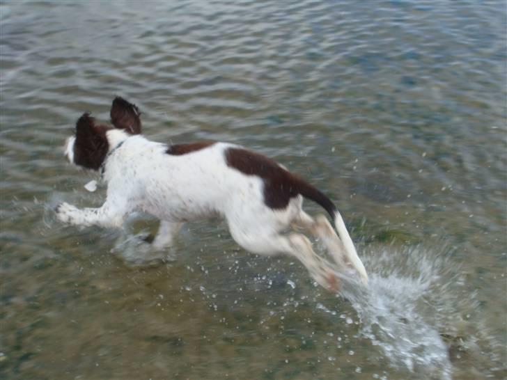 Engelsk springer spaniel Misty af Silver Meadow - WII!  vand igen :D
Ca. 1 år
Foto:Mathilde-Tak billede 16