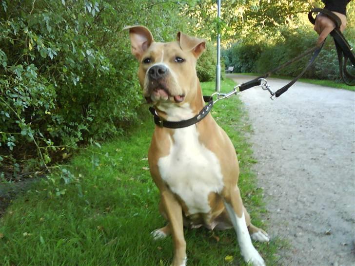 Amerikansk staffordshire terrier Buffy billede 15