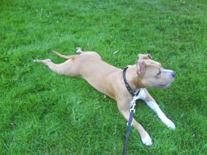 Amerikansk staffordshire terrier Buffy billede 16