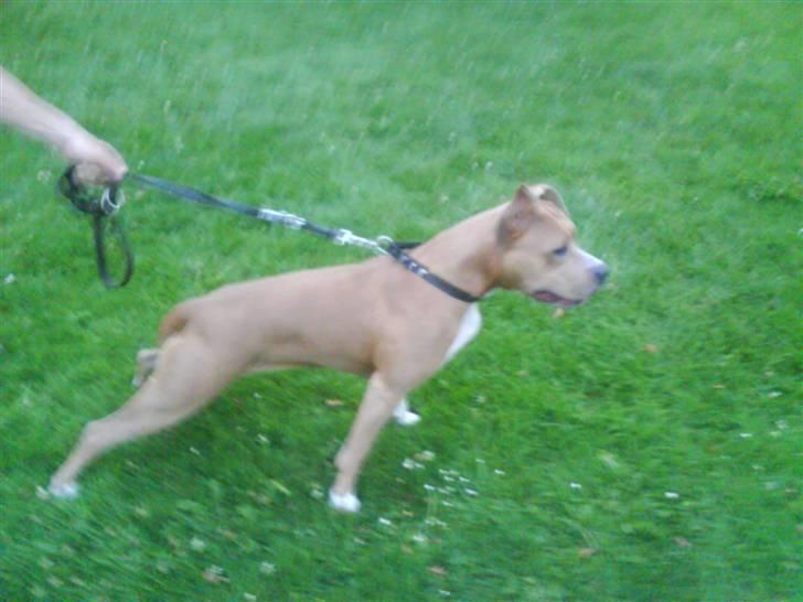 Amerikansk staffordshire terrier Buffy billede 17