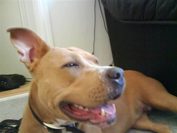 Amerikansk staffordshire terrier Buffy billede 18