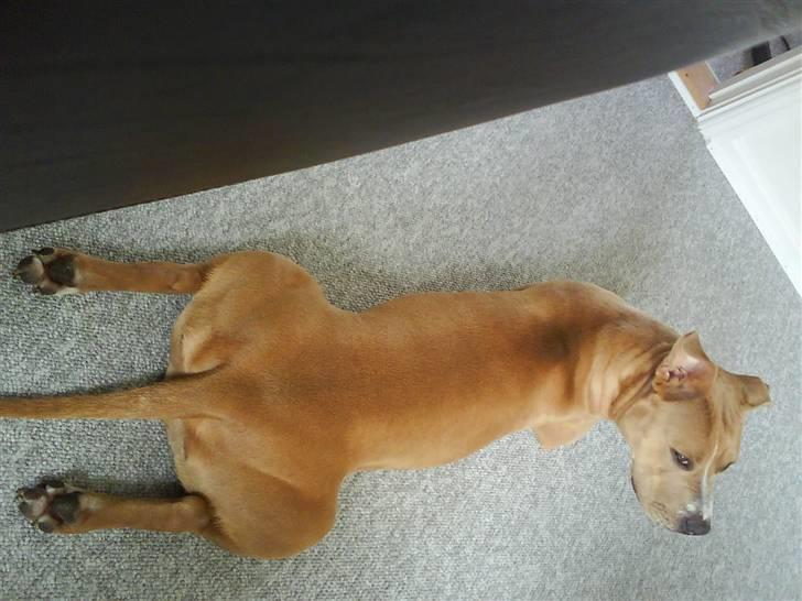 Amerikansk staffordshire terrier Buffy billede 19