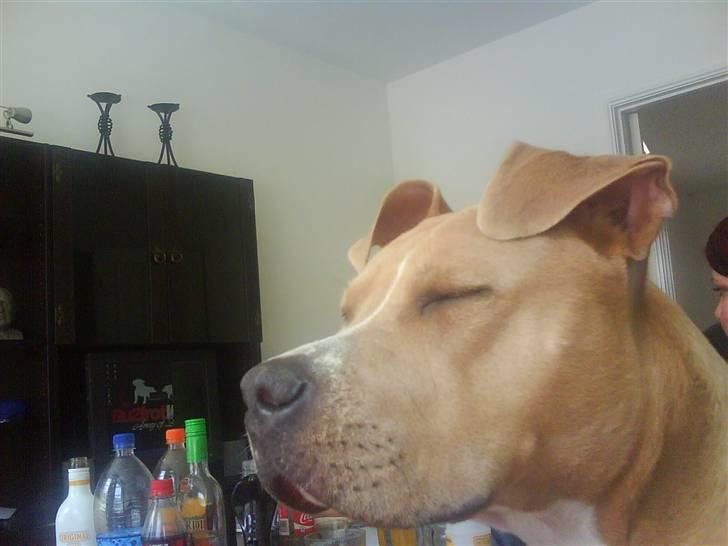 Amerikansk staffordshire terrier Buffy billede 20