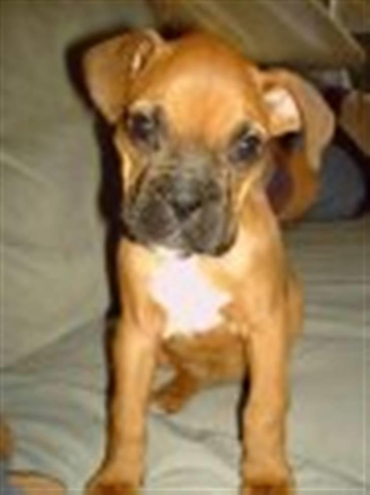 Boxer Rocki billede 10