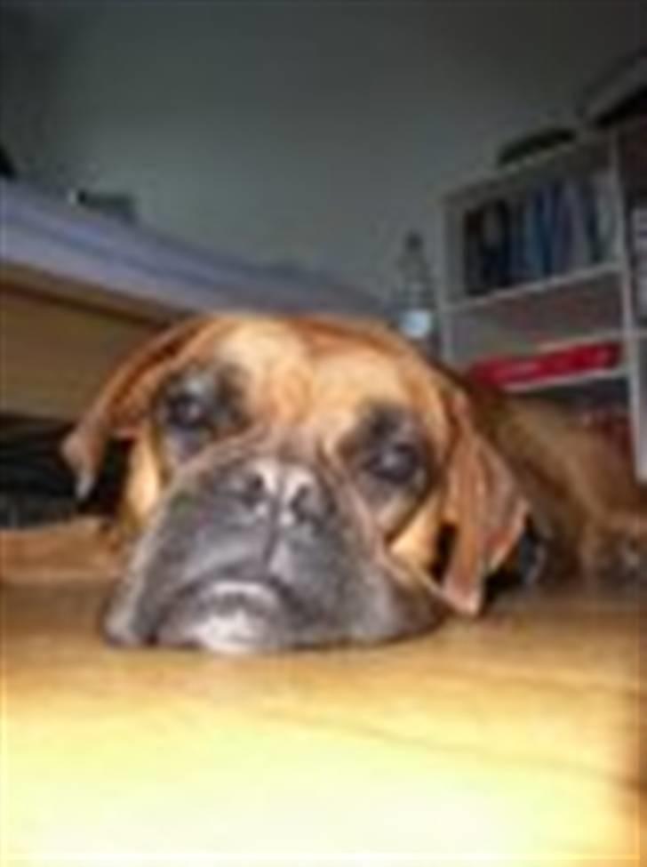 Boxer Rocki billede 11