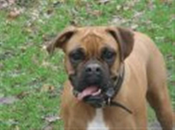Boxer Rocki billede 12