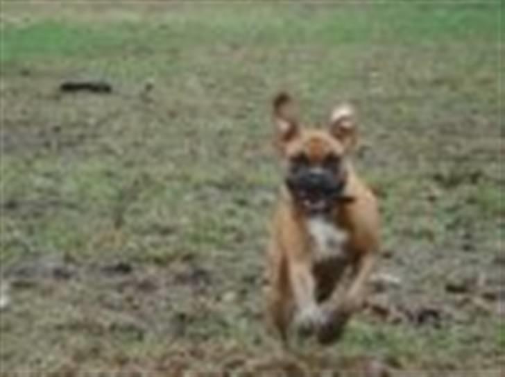 Boxer Rocki billede 13