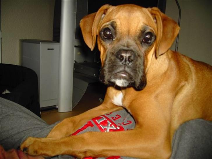 Boxer Rocki billede 14