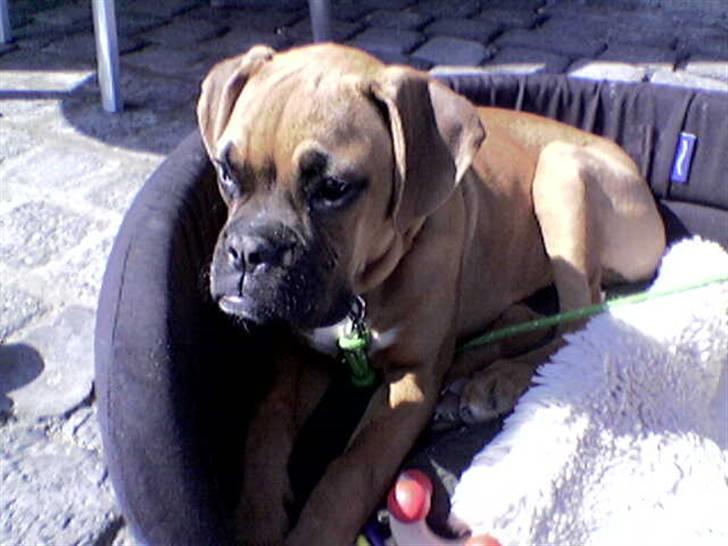 Boxer Rocki billede 15