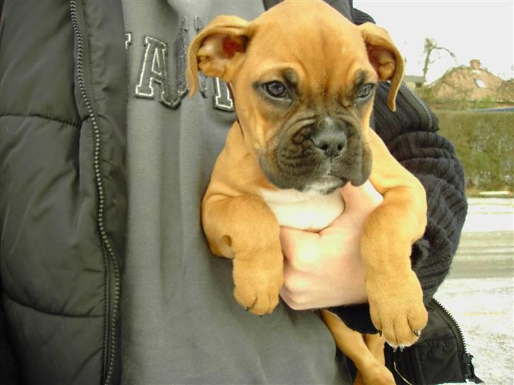 Boxer Rocki billede 16