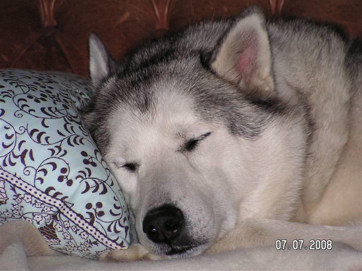 Siberian husky Quatro - Sover - vil ikke forstyrres ! billede 7