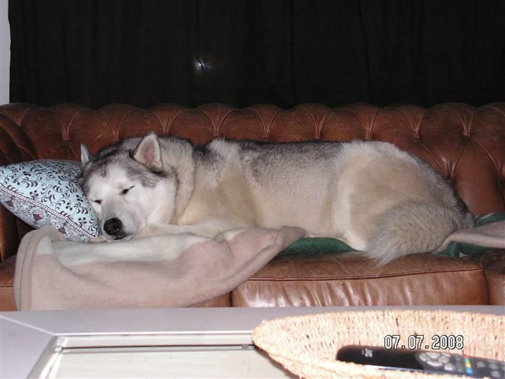 Siberian husky Quatro - Mors nye sofa er bare alletiders til dette formål. billede 8