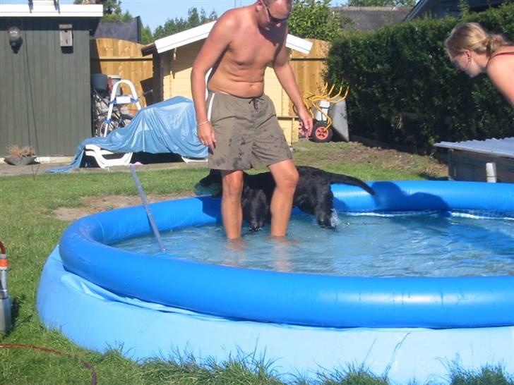 Labrador retriever Trille - vandhunden trille billede 9