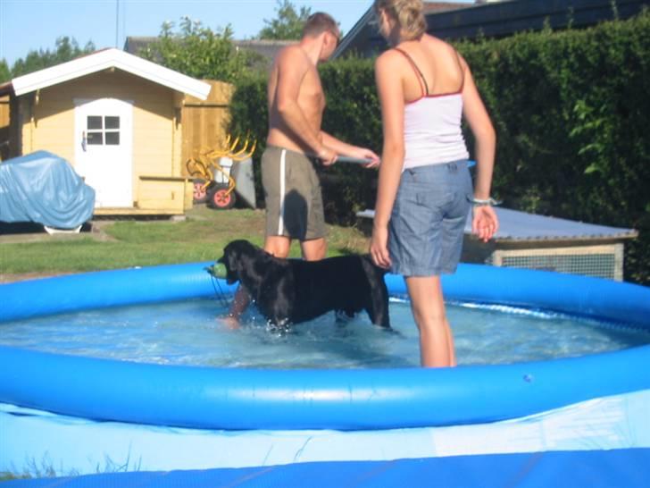 Labrador retriever Trille - vandhunden trille billede 10