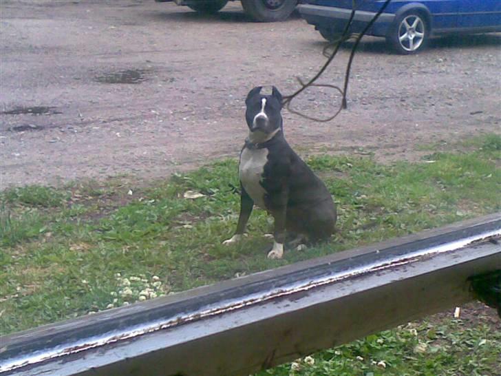 Amerikansk staffordshire terrier Malou (R.I.P.) billede 8