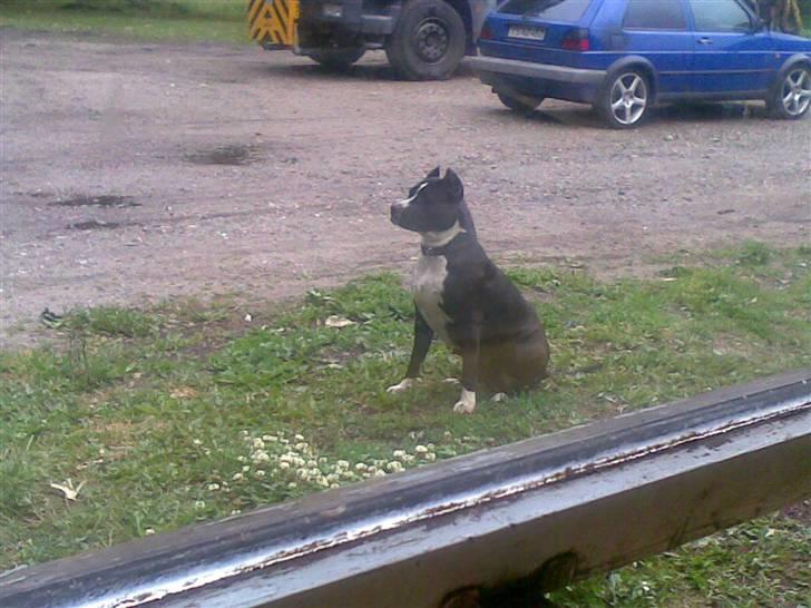 Amerikansk staffordshire terrier Malou (R.I.P.) billede 9