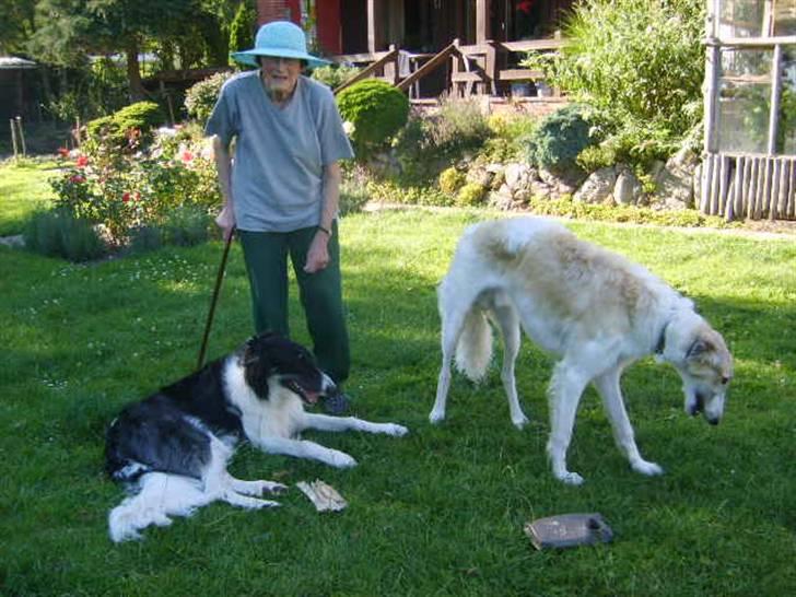 Borzoi Lhaghana Koztya billede 17