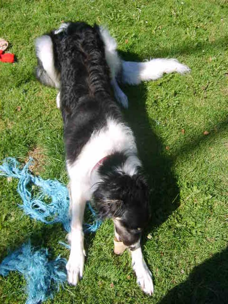 Borzoi Lhaghana Koztya billede 19