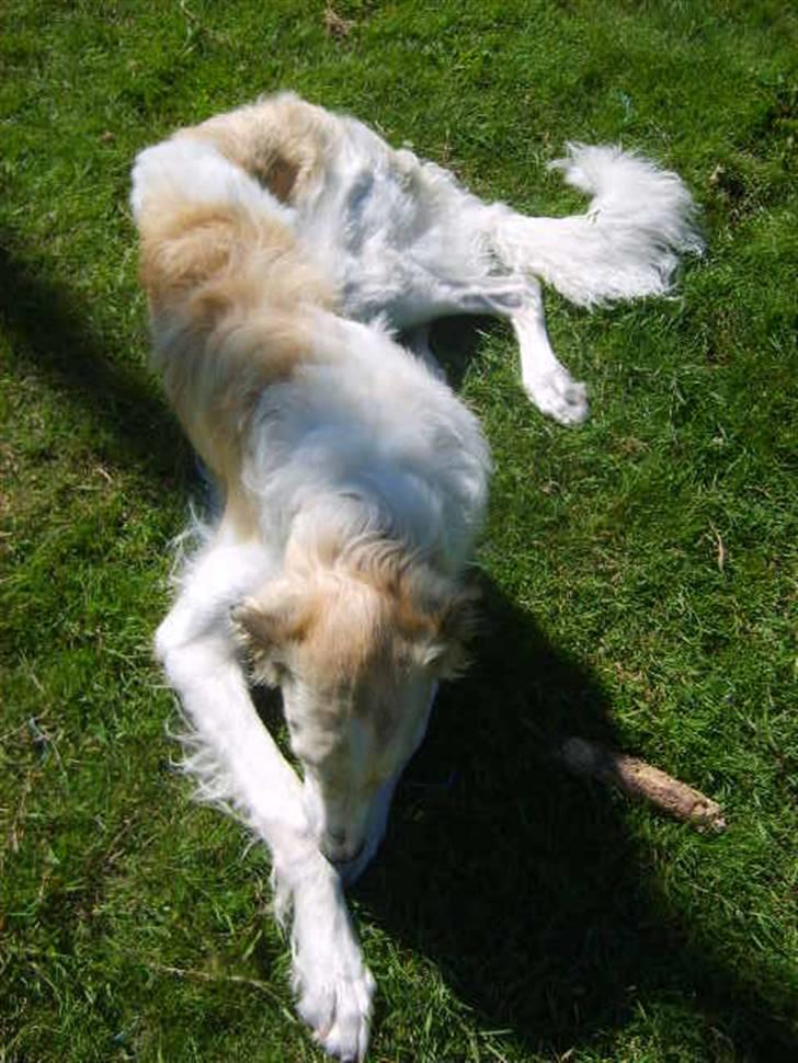 Borzoi Lhaghana Koztya billede 20