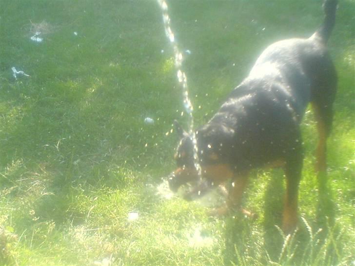 Rottweiler Chica billede 12