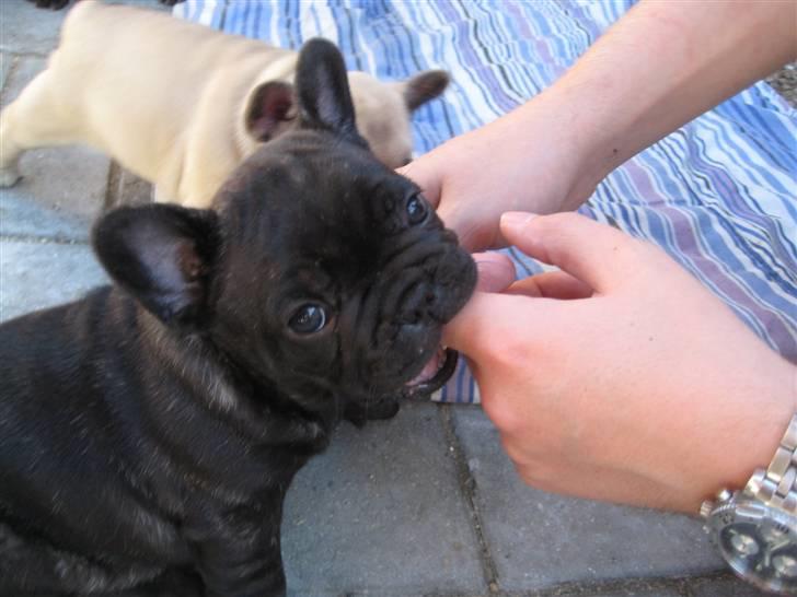 Fransk bulldog Louis - Pas på jeg ikke spiser dig! (6 uger) billede 4
