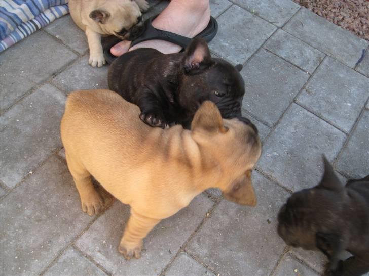 Fransk bulldog Louis - Lad os lege! billede 5