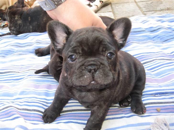 Fransk bulldog Louis - Louis - 6 uger og allerede god til at posere! billede 6