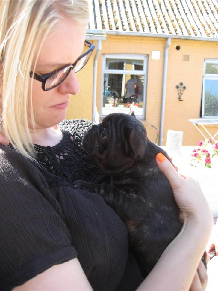 Fransk bulldog Louis - Er du min nye mor??? billede 7