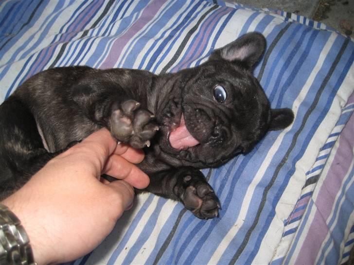 Fransk bulldog Louis - Iiiih det kilder! :-D billede 8