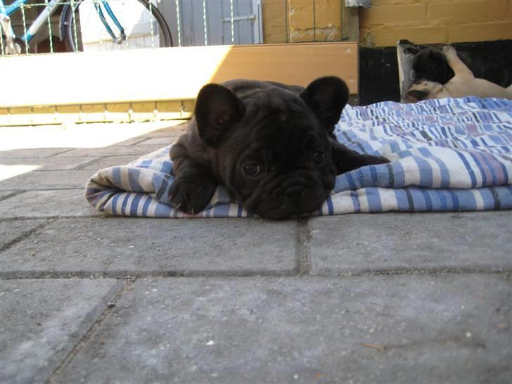 Fransk bulldog Louis - En lille bulldog har også brug for at hvile sig. billede 9