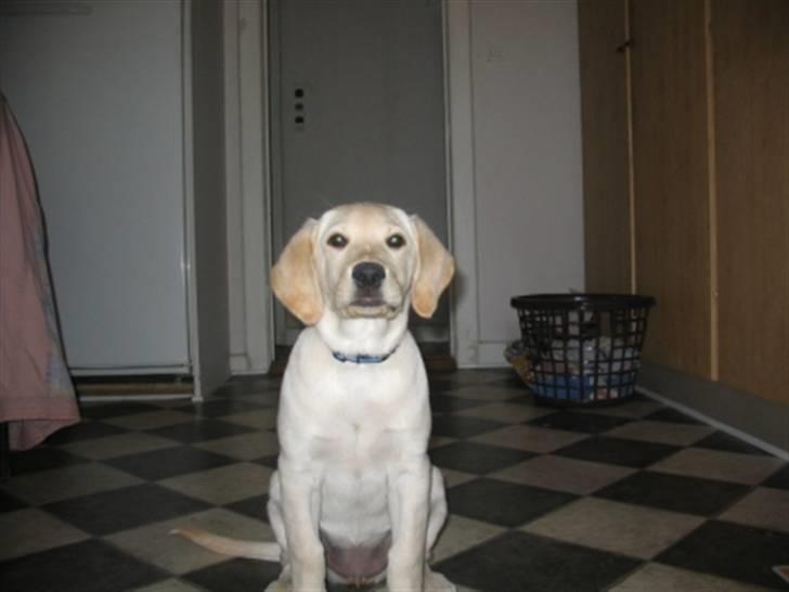 Labrador retriever Zita billede 2