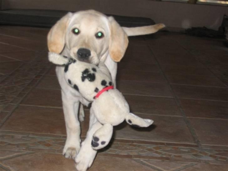 Labrador retriever Zita billede 3